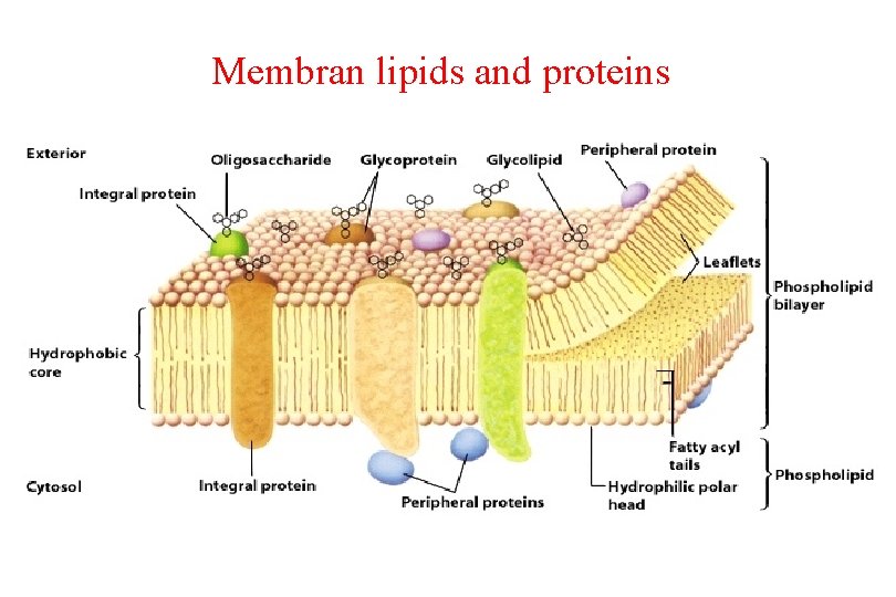 Membran lipids and proteins 