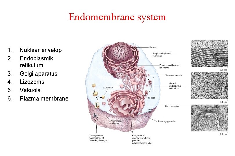 Endomembrane system 1. 2. 3. 4. 5. 6. Nuklear envelop Endoplasmik retikulum Golgi aparatus