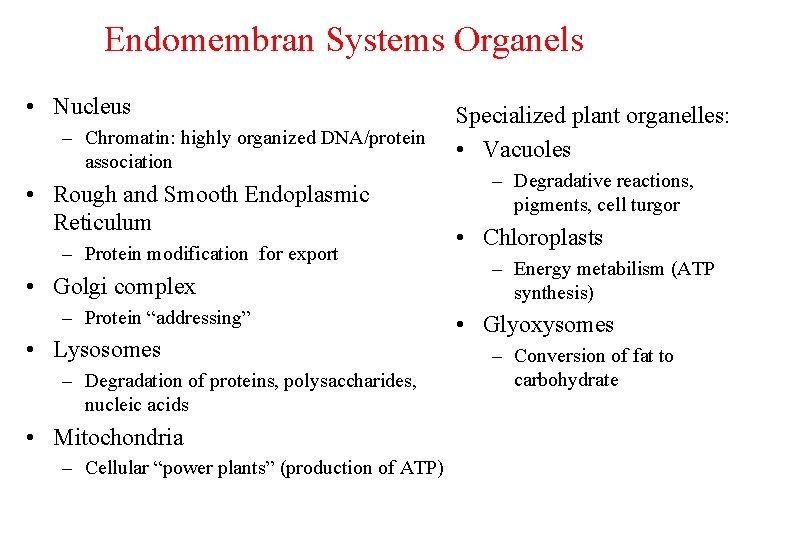 Endomembran Systems Organels • Nucleus – Chromatin: highly organized DNA/protein association • Rough and