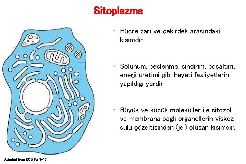 Sitoplazma • Hücre zarı ve çekirdek arasındaki kısımdır. • Solunum, beslenme, sindirim, boşaltım, enerji