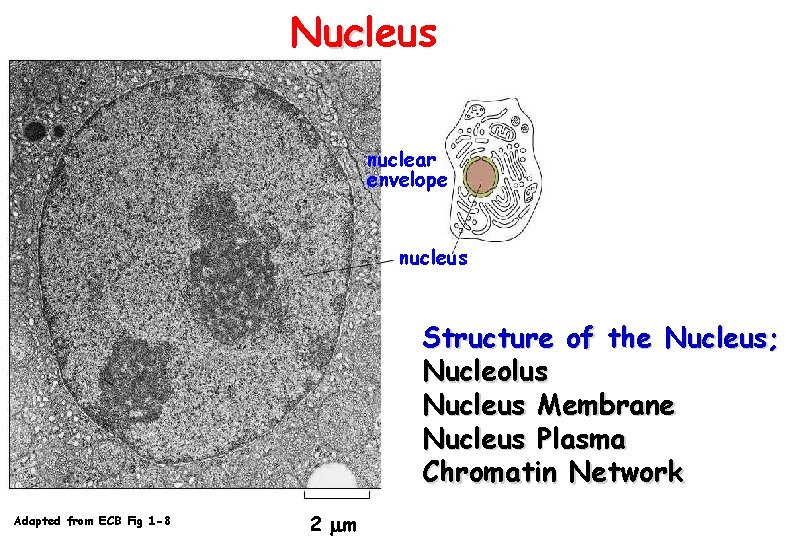 Nucleus uc nuclear envelope nucleus Structure of the Nucleus; Nucleolus Nucleus Membrane Nucleus Plasma
