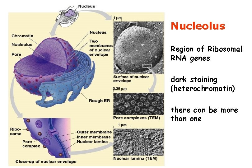 Nucleolus Region of Ribosomal RNA genes dark staining (heterochromatin) there can be more than