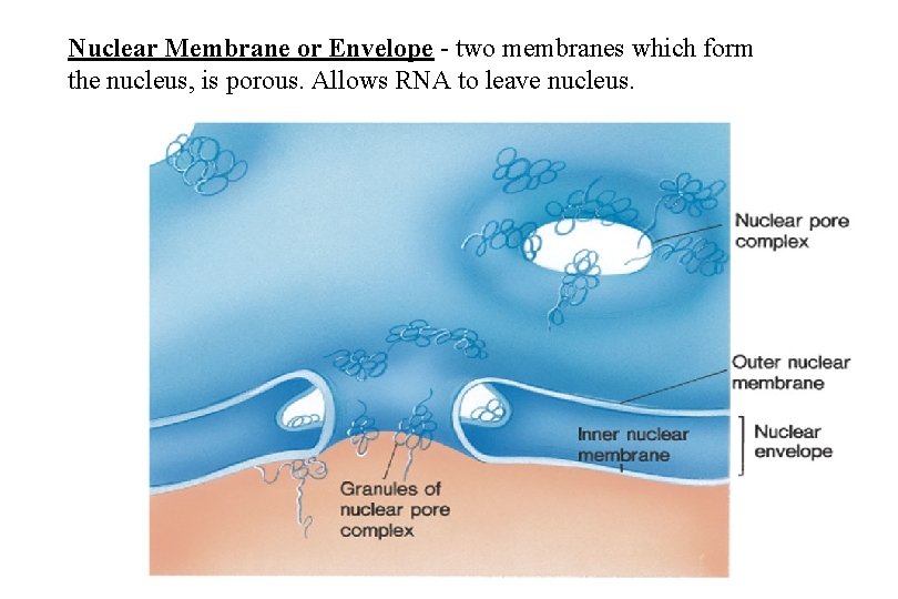 Nuclear Membrane or Envelope - two membranes which form the nucleus, is porous. Allows