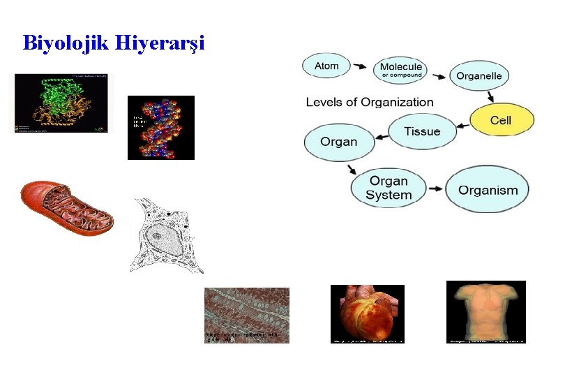 Biyolojik Hiyerarşi 