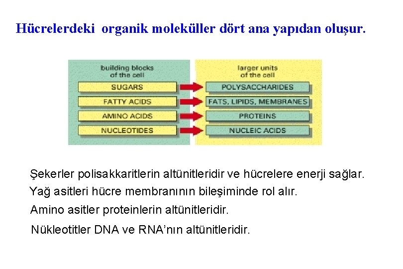 Hücrelerdeki organik moleküller dört ana yapıdan oluşur. Şekerler polisakkaritlerin altünitleridir ve hücrelere enerji sağlar.