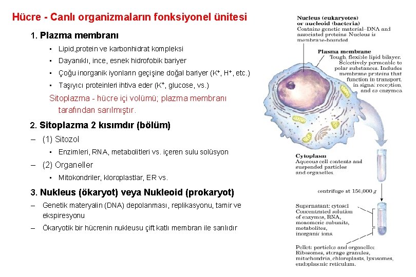 Hücre - Canlı organizmaların fonksiyonel ünitesi 1. Plazma membranı • Lipid, protein ve karbonhidrat