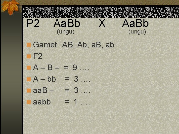 P 2 Aa. Bb (ungu) X n Gamet AB, Ab, a. B, ab n