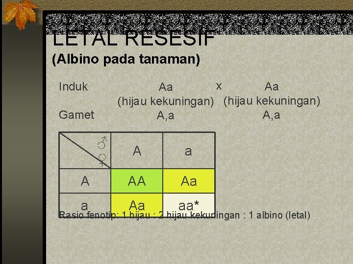 LETAL RESESIF (Albino pada tanaman) x Aa Aa (hijau kekuningan) A, a Induk Gamet