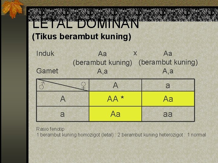 LETAL DOMINAN (Tikus berambut kuning) x Aa Aa (berambut kuning) A, a Induk Gamet