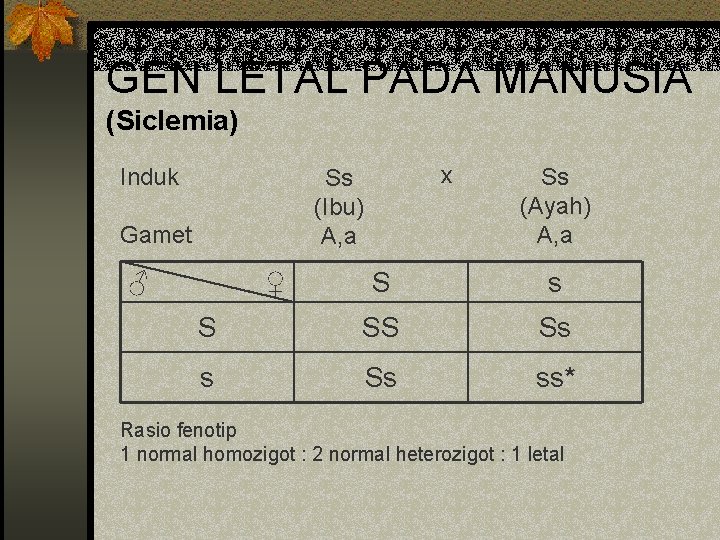 GEN LETAL PADA MANUSIA (Siclemia) Induk x Ss (Ibu) A, a Gamet ♂ ♀