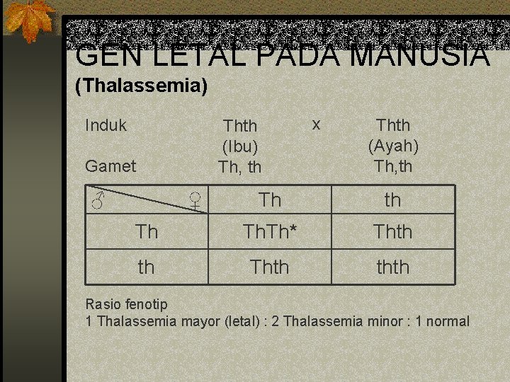 GEN LETAL PADA MANUSIA (Thalassemia) Induk Thth (Ibu) Th, th Gamet ♂ ♀ x