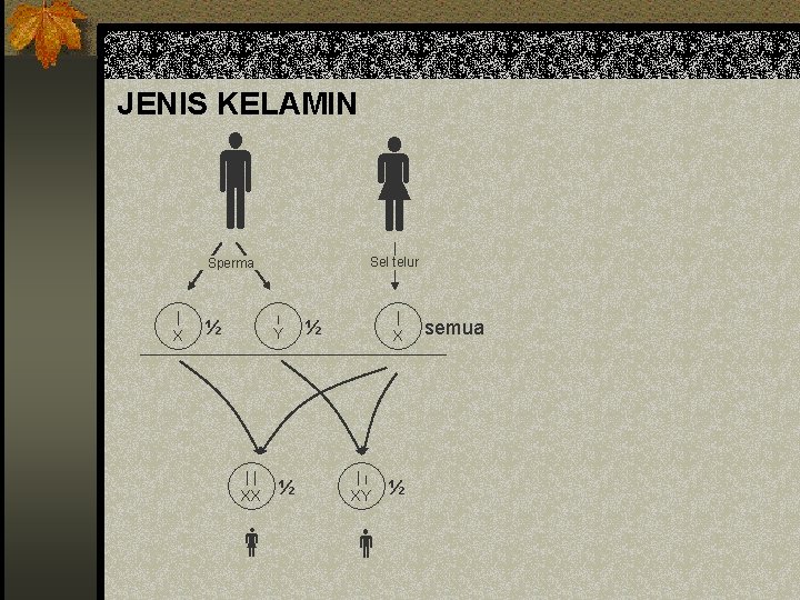 JENIS KELAMIN Sel telur Sperma | X | ½ Y || XX ½ ||