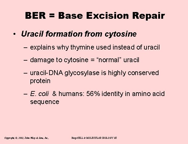 BER = Base Excision Repair • Uracil formation from cytosine – explains why thymine