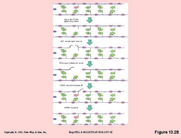 Copyright, ©, 2002, John Wiley & Sons, Inc. , Karp/CELL & MOLECULAR BIOLOGY 3