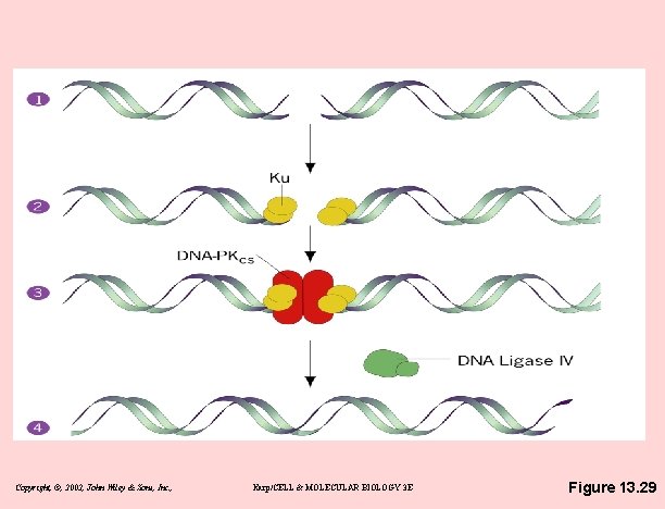 Copyright, ©, 2002, John Wiley & Sons, Inc. , Karp/CELL & MOLECULAR BIOLOGY 3