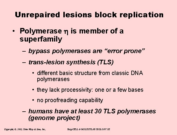 Unrepaired lesions block replication • Polymerase h is member of a superfamily – bypass