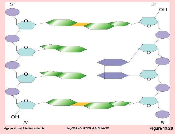 Copyright, ©, 2002, John Wiley & Sons, Inc. , Karp/CELL & MOLECULAR BIOLOGY 3