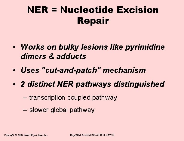 NER = Nucleotide Excision Repair • Works on bulky lesions like pyrimidine dimers &