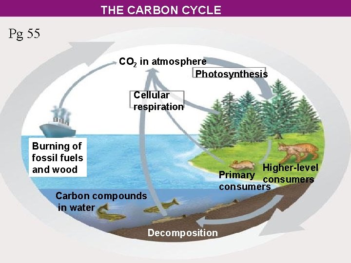 THE CARBON CYCLE Pg 55 CO 2 in atmosphere Photosynthesis Cellular respiration Burning of
