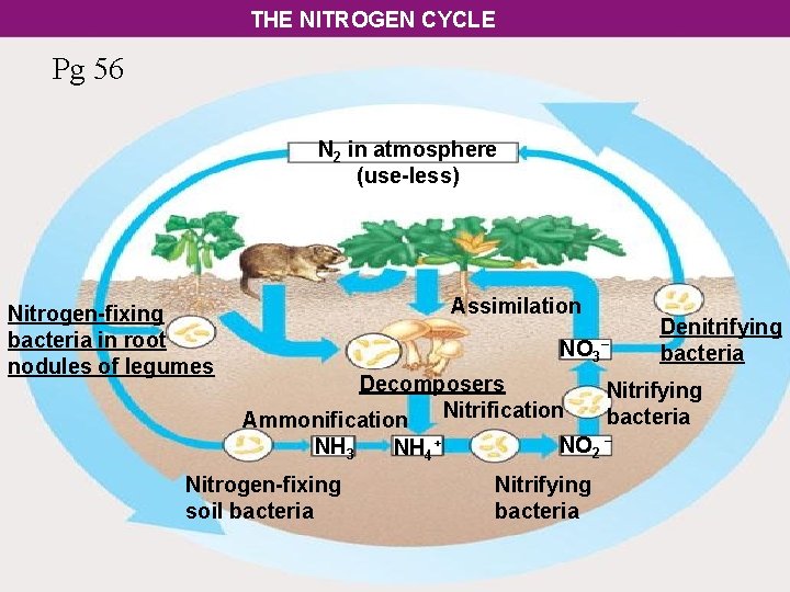 THE NITROGEN CYCLE Pg 56 N 2 in atmosphere (use-less) Nitrogen-fixing bacteria in root