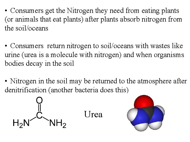  • Consumers get the Nitrogen they need from eating plants (or animals that