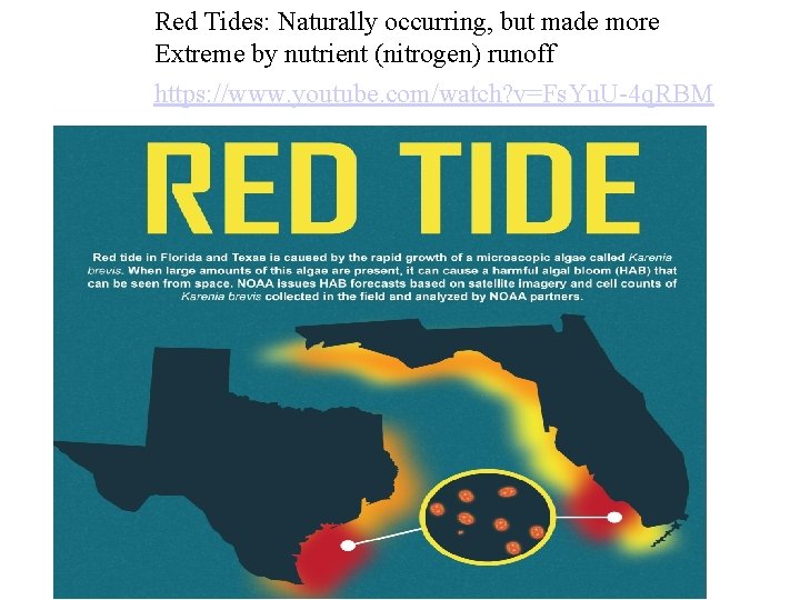 Red Tides: Naturally occurring, but made more Extreme by nutrient (nitrogen) runoff https: //www.
