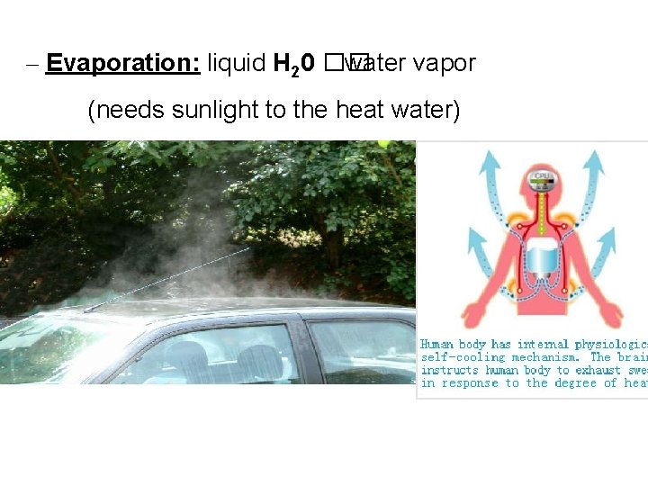 – Evaporation: liquid H 20 �� water vapor (needs sunlight to the heat water)