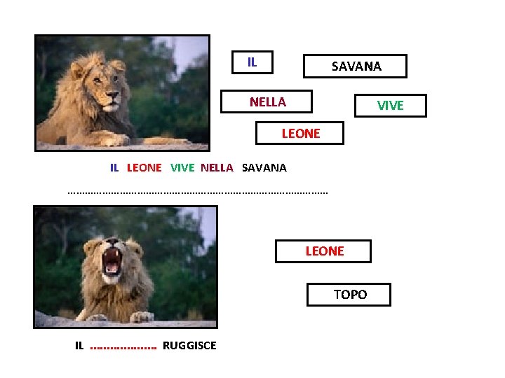 IL SAVANA NELLA VIVE LEONE IL LEONE VIVE NELLA SAVANA ……………………………………… LEONE TOPO IL.