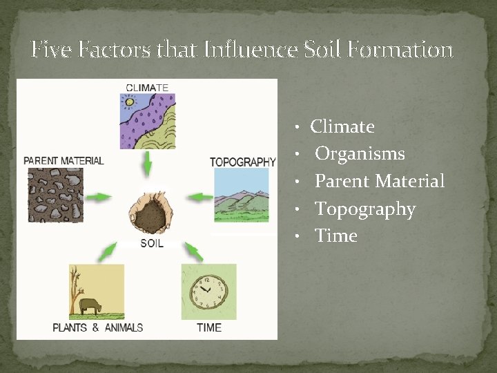 Five Factors that Influence Soil Formation • Climate • Organisms • Parent Material •