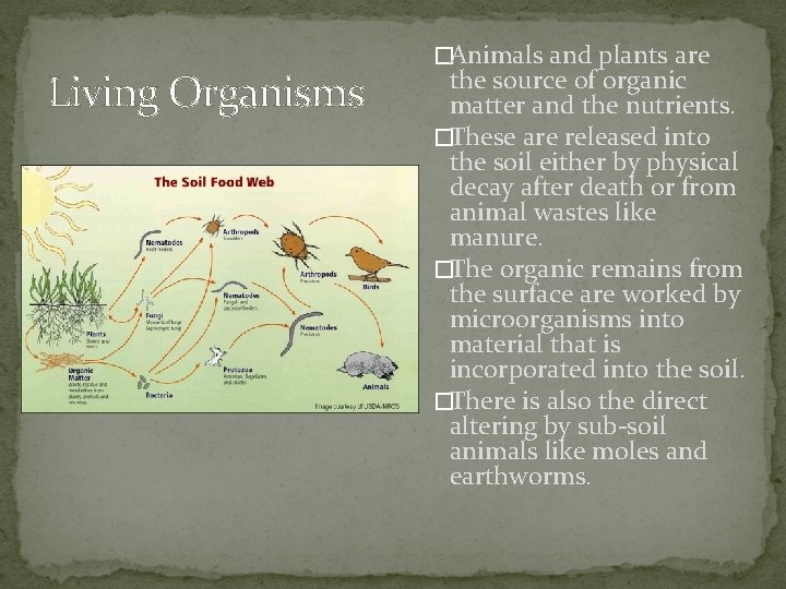 Living Organisms �Animals and plants are the source of organic matter and the nutrients.