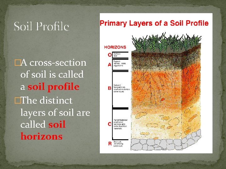 Soil Profile �A cross-section of soil is called a soil profile �The distinct layers
