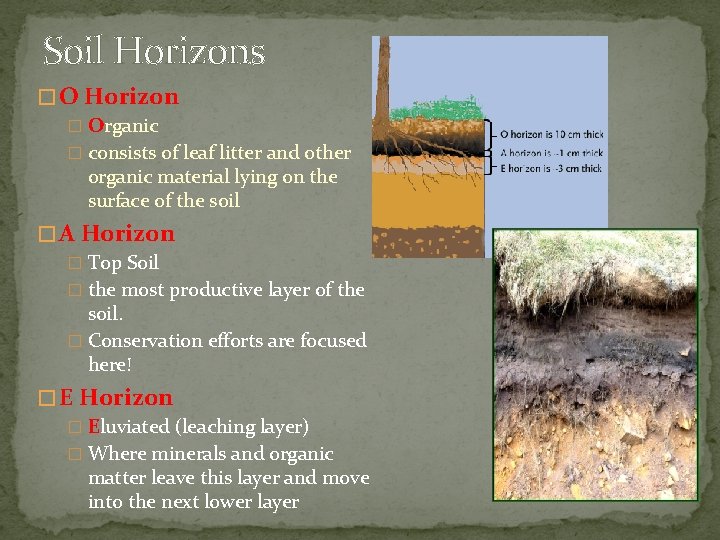 Soil Horizons � O Horizon � Organic � consists of leaf litter and other