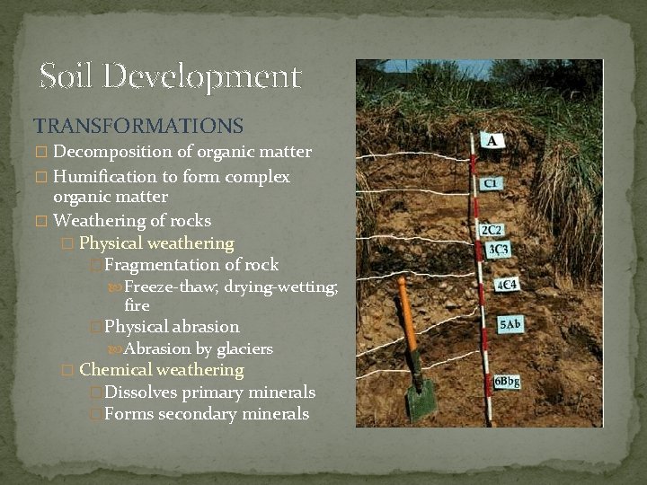 Soil Development TRANSFORMATIONS � Decomposition of organic matter � Humification to form complex organic