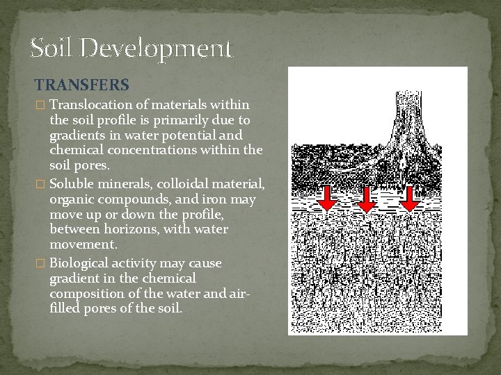 Soil Development TRANSFERS � Translocation of materials within the soil profile is primarily due