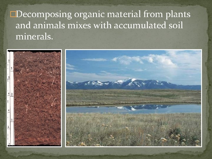 �Decomposing organic material from plants and animals mixes with accumulated soil minerals. 