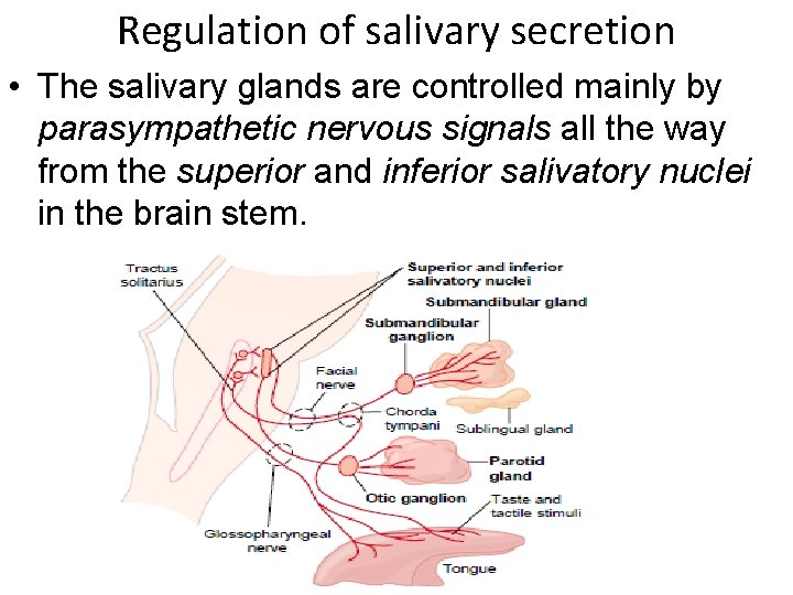 Regulation of salivary secretion • The salivary glands are controlled mainly by parasympathetic nervous