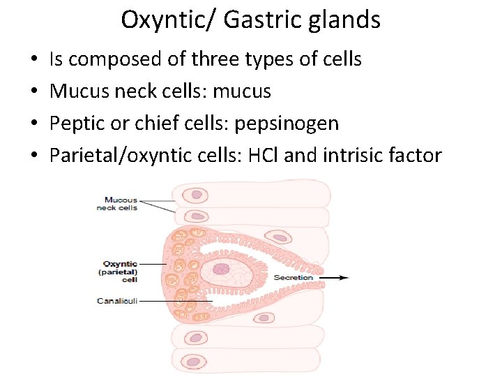 Oxyntic/ Gastric glands • • Is composed of three types of cells Mucus neck