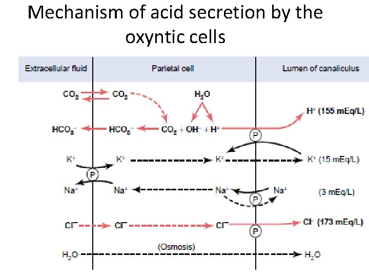 Mechanism of acid secretion by the oxyntic cells 