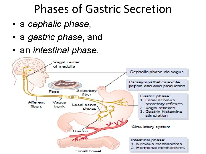 Phases of Gastric Secretion • a cephalic phase, • a gastric phase, and •