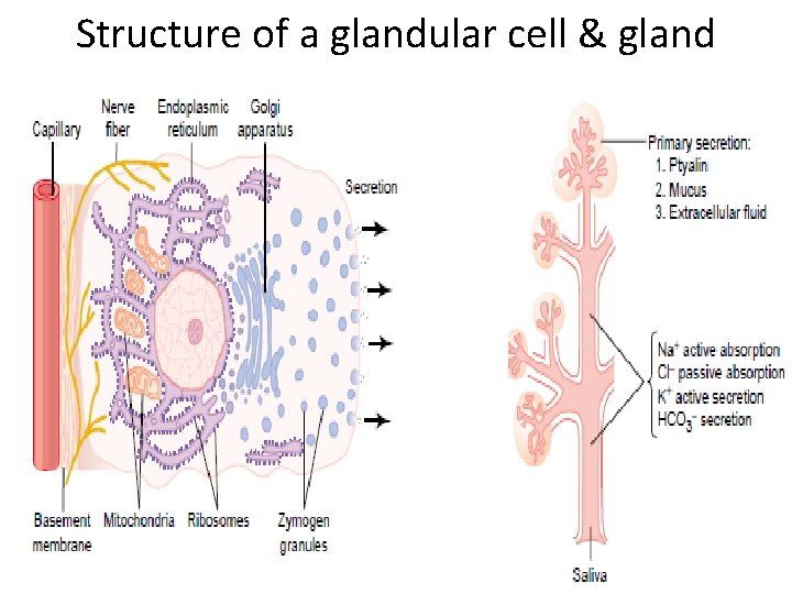 Structure of a glandular cell & gland 