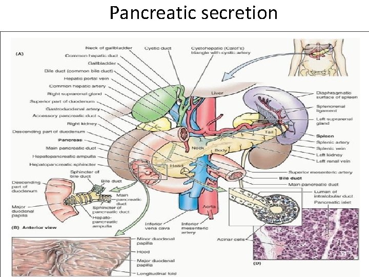Pancreatic secretion 
