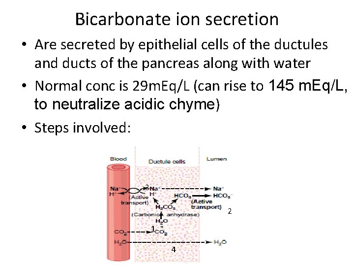 Bicarbonate ion secretion • Are secreted by epithelial cells of the ductules and ducts