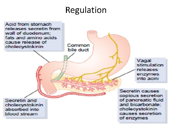 Regulation 