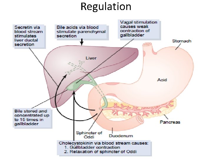 Regulation 