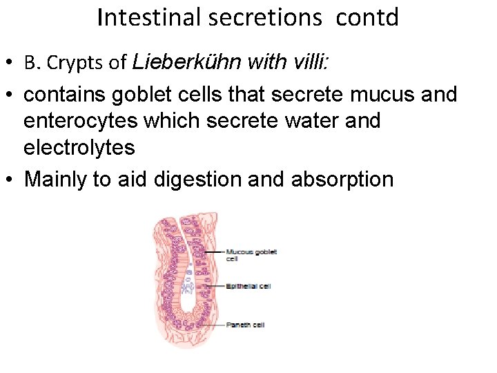 Intestinal secretions contd • B. Crypts of Lieberkühn with villi: • contains goblet cells