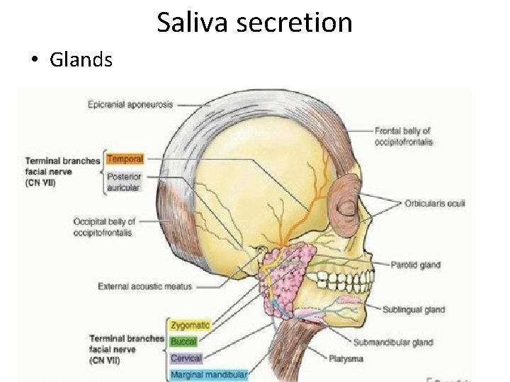 Saliva secretion • Glands 