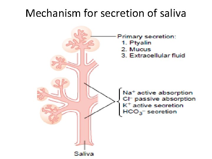 Mechanism for secretion of saliva 