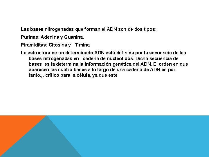 Las bases nitrogenadas que forman el ADN son de dos tipos: Purinas: Adenina y