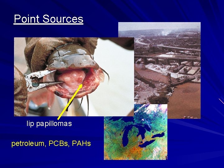 Point Sources lip papillomas petroleum, PCBs, PAHs 