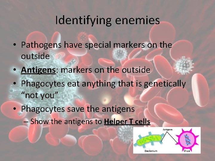 Immunity Identifying enemies Pathogens have special markers on